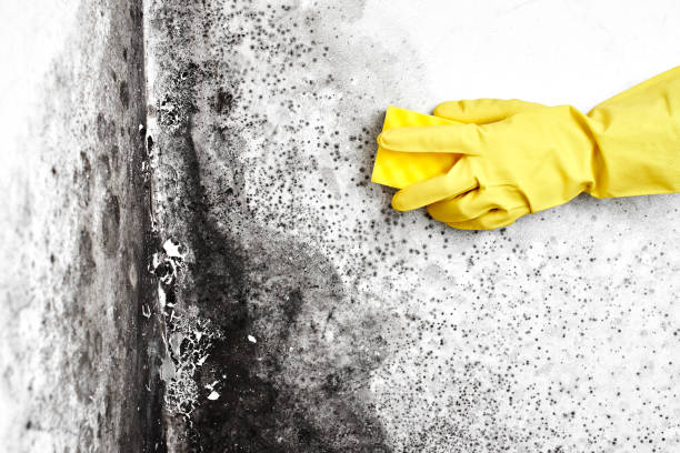 Best Black Mold Removal  in Alva, OK
