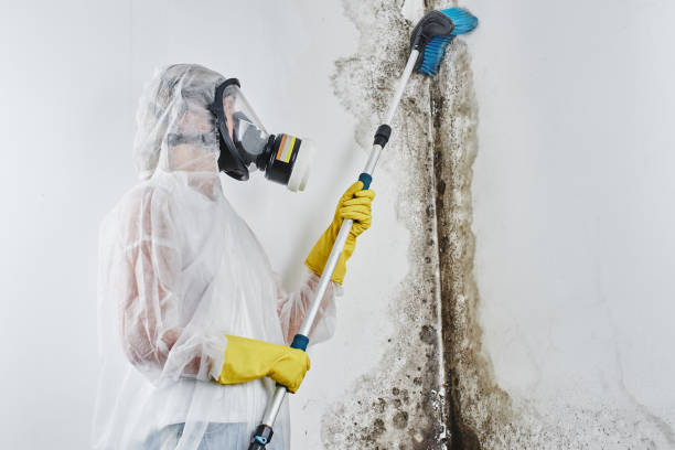 Best Office Mold Removal Services  in Alva, OK