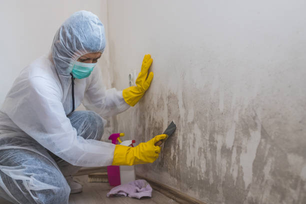 Professional Mold Removal in Alva, OK