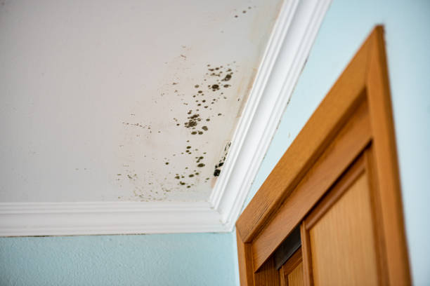 Best Mold Testing  in Alva, OK