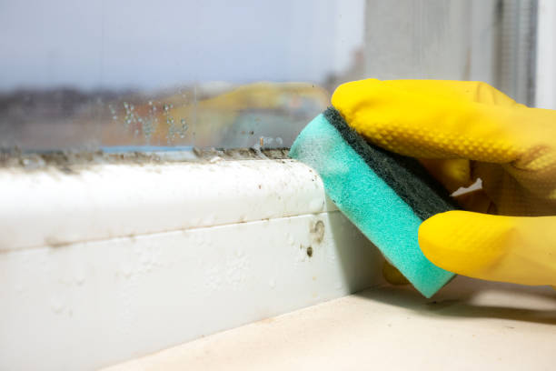 Best Best Mold Removal Companies  in Alva, OK