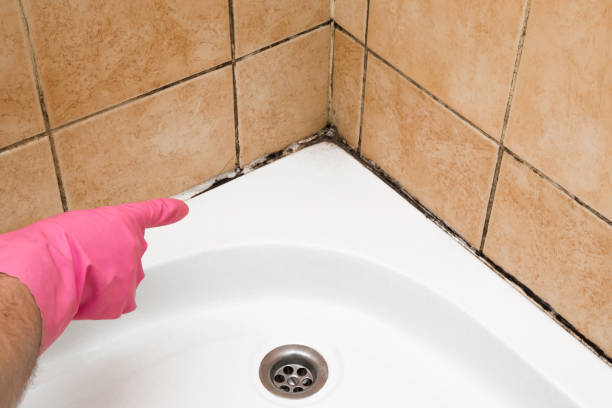 Best Mold Cleaning Services  in Alva, OK